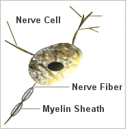 picture of nerve cell
