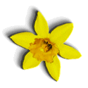 picture of daffodil