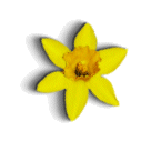 picture of a daffodil